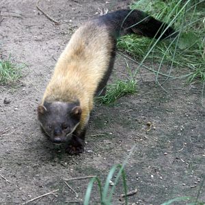 Yellow-throated marten