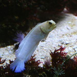 jawfish