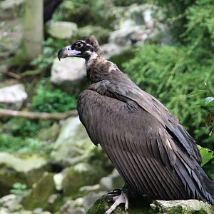 Cinereous vulture