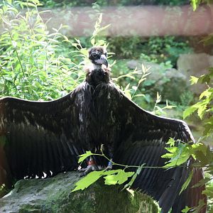 Cinereous vulture