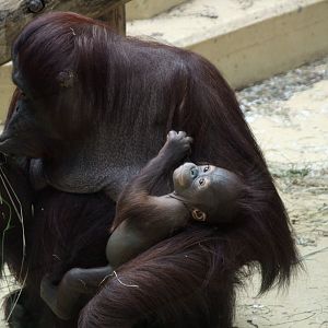 Bornean orangutan female with baby