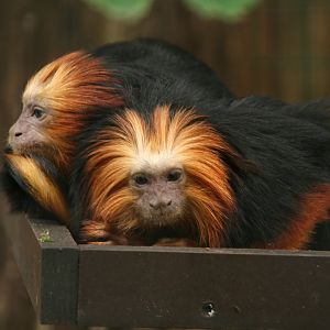 Golden-headed lion tamarins
