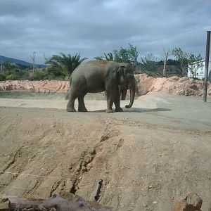 Asian elephant (Indian subspecies)