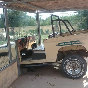 Safari car embedded into lion enclosure