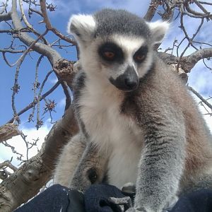 Ring-tailed lemur