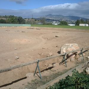 Southern white rhinos (in the corner)