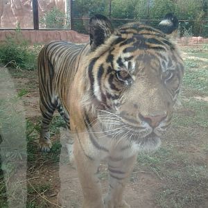 Sumatran tiger (male)