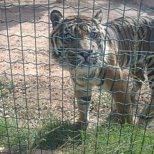 Sumatran tiger (male)