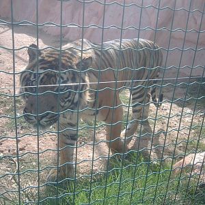 Sumatran tiger (male)