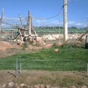 Chimapnzees & enclosure