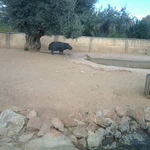 Pygmy hippopothamus