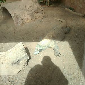 Komodo dragon