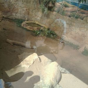 Komodo dragon