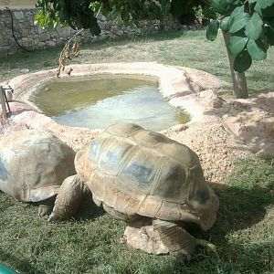 Aldabra giant tortoise trying to copulate