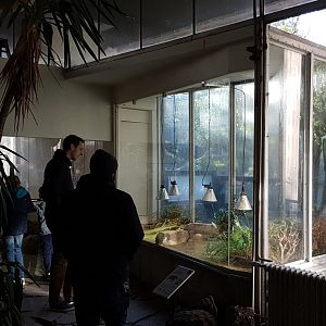 Enclosure Speckled Cape Tortoise