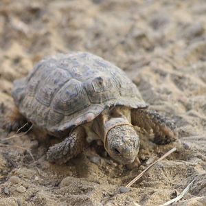 Speckled Cape Tortoise