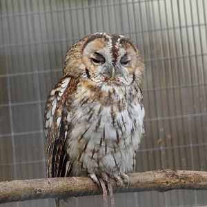 Western Tawny Owl