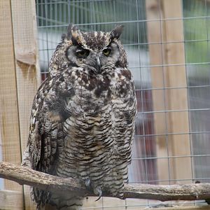 Northern Great Horned Owl