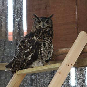 Ethiopian Eagle-Owl