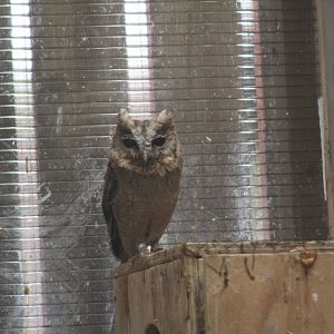 Singapore Scops Owl