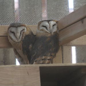 Central European Barn Owl