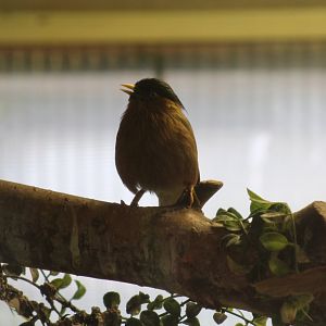 Brahminy Starling