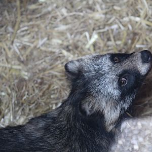 Japanese Raccoon Dog