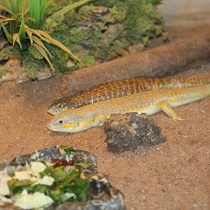 Schneider's Skinks