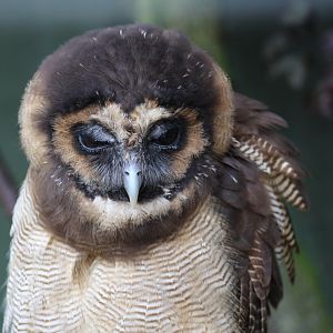 Brown Wood-Owl