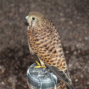Eurasian Kestrel