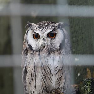 Northern White-Faced Owl