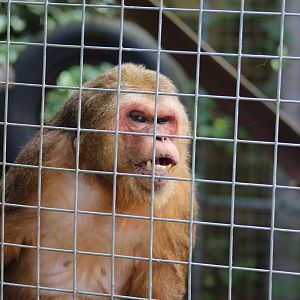 Stump-Tailed Macaque