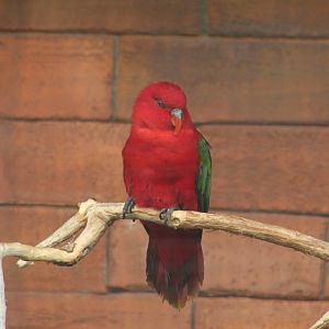 Yellow-Backed Chattering Lory