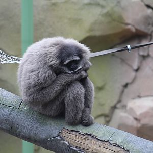 Javan Gibbon