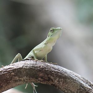 Green Crested Lizard
