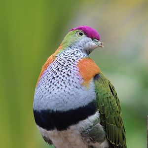 Superb Fruit-Dove