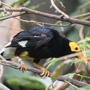 Yellow-Faced Mynah
