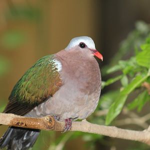 Common Emerald Dove