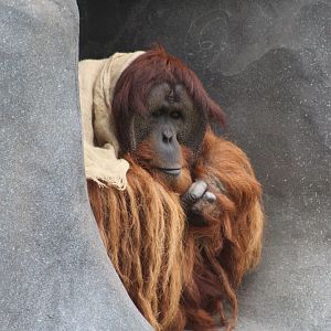 Sumatran Orangutan