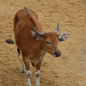 Javan Banteng