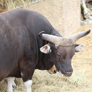 Javan Banteng