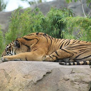 Sumatran Tiger