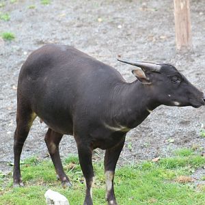 Lowland Anoa