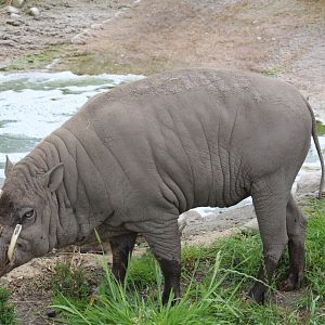 North Sulawesi Babirusa