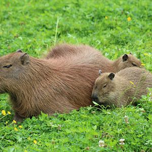 Capybaras