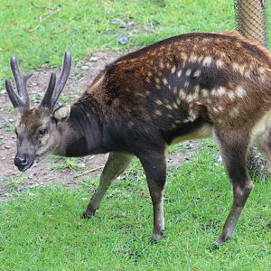 Visayan Spotted Deer