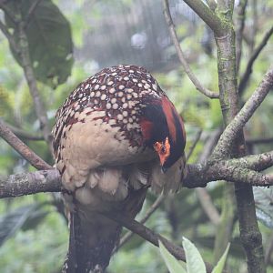 Cabot's Tragopan