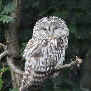 Western Ural Owl