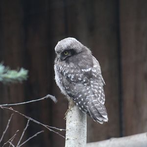 Northern Hawk-Owl