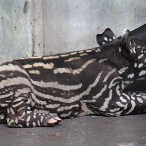 Malayan Tapir Calf